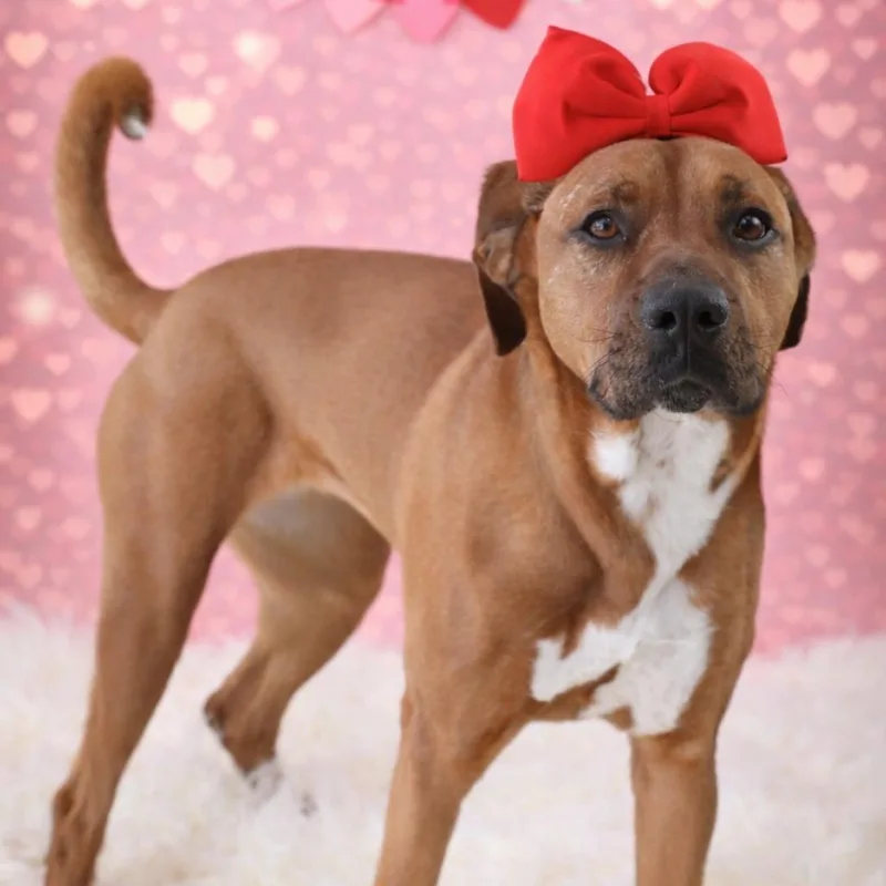 Ginger Spice thumbnail 2