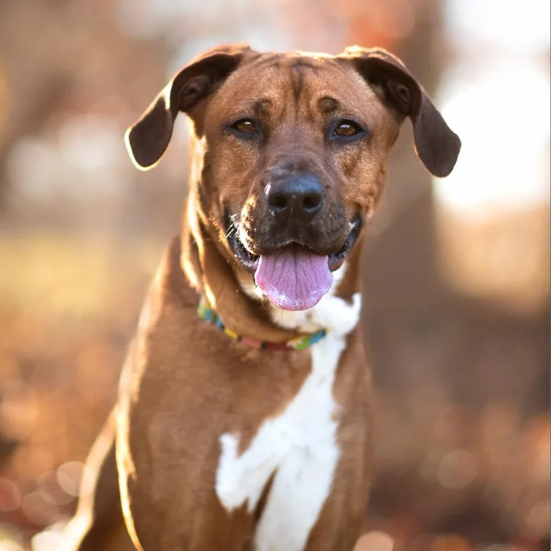 Ginger Spice thumbnail 4