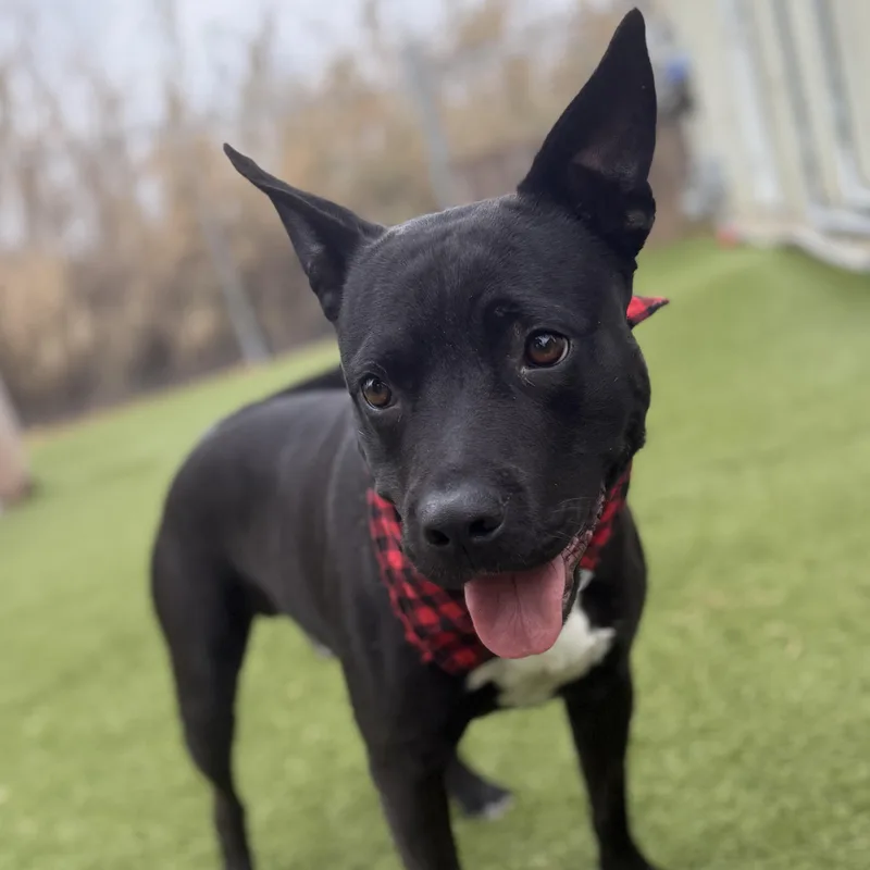 A young medium-sized male Black Labrador Retriever dog named Rocket for adoption in Houston, TX