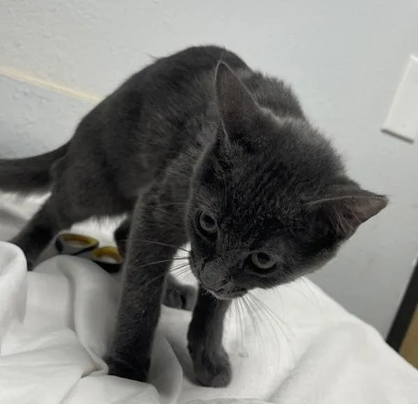 A baby small-sized female Domestic Short Hair cat named Aquamarine for adoption in Escondido, CA