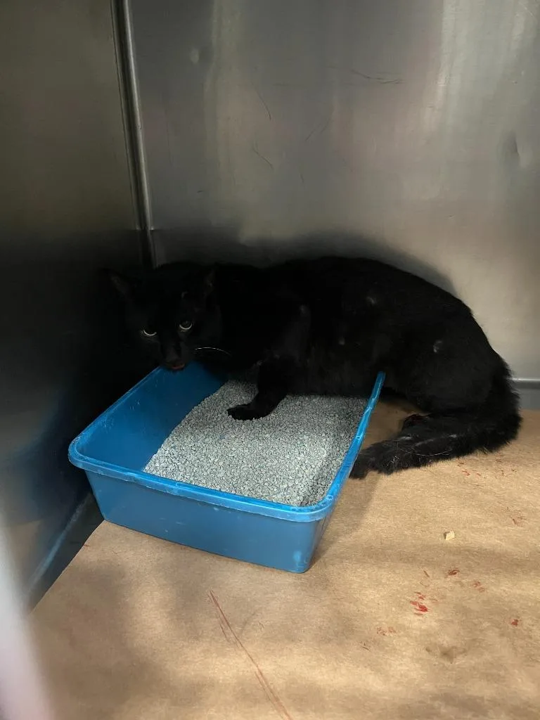 A young small-sized male Domestic Short Hair cat named Addie for adoption in Cartersville , GA