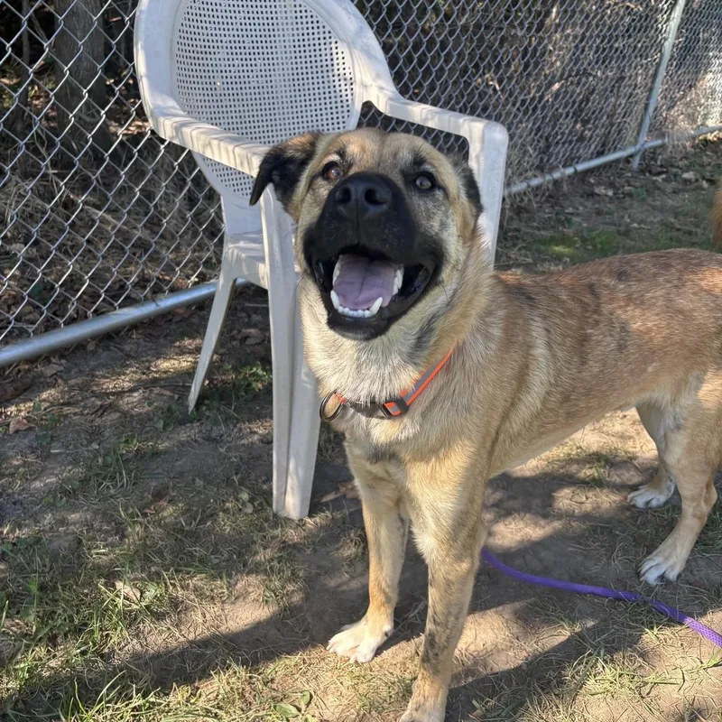 A young medium-sized male Apricot / Beige Siberian Husky dog named Mudd for adoption in Saint Charles, MO