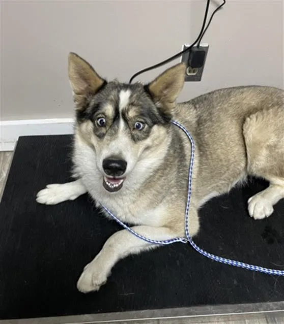 An adult medium-sized female Siberian Husky dog named Ghost for adoption in Redlands, CA