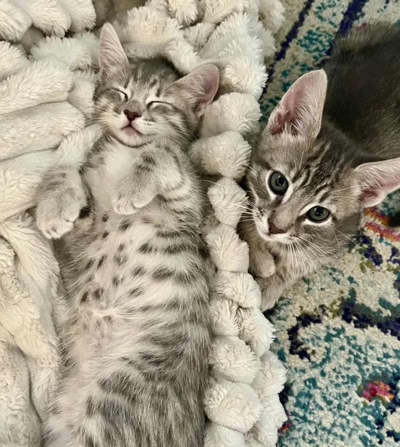 A baby medium-sized male Tabby (Gray / Blue / Silver) Tabby cat named Messi Allstar Bonded With for adoption in Chandler, AZ