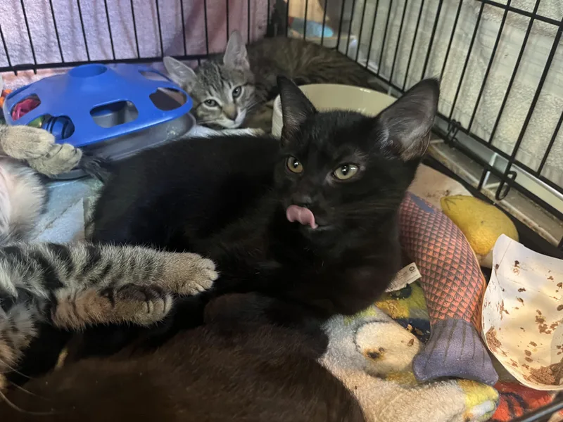 A baby small-sized female Black Domestic Short Hair cat named Braker for adoption in Salisbury, MA