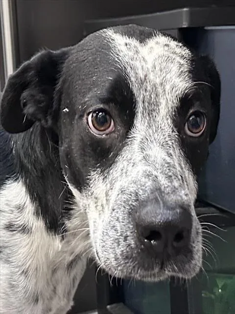 A young large-sized male Australian Cattle Dog / Blue Heeler dog named Arne for adoption in Tucson, AZ
