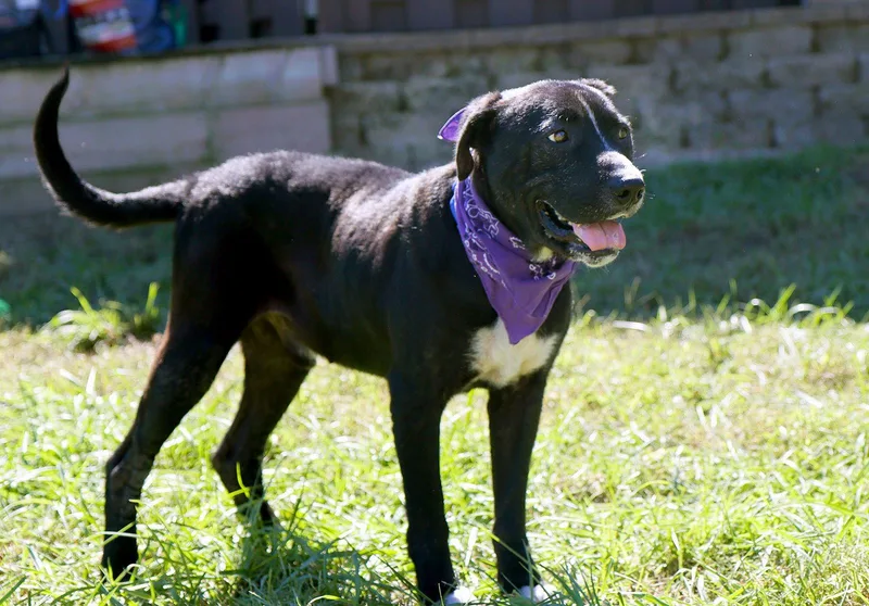 A young medium-sized male Labrador Retriever dog named Mason for adoption in Kansas City, MO
