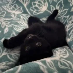 A baby medium-sized female Black Domestic Short Hair cat named Zelda for adoption in Annapolis, MD