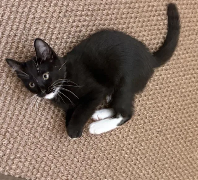 A baby small-sized female Domestic Short Hair cat named Ada for adoption in Sacramento, CA