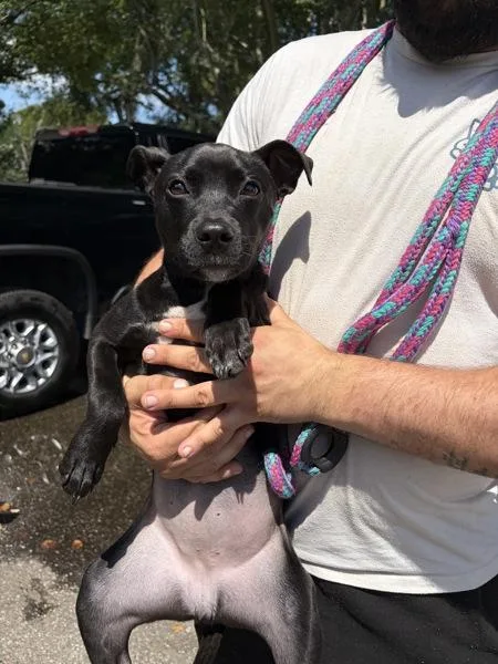 A young small-sized female Labrador Retriever dog named Birdie for adoption in Mobile, AL