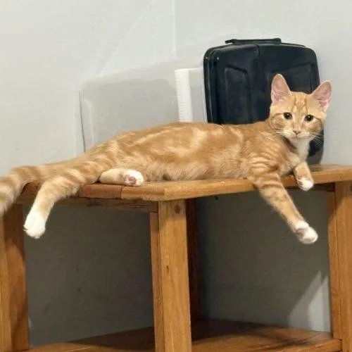 A baby small-sized male Tabby (Orange / Red) Tabby cat named Toby for adoption in Knoxville, TN