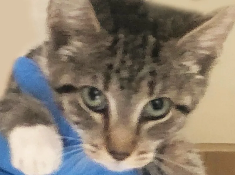 Rummy  Sweetie thumbnail 2