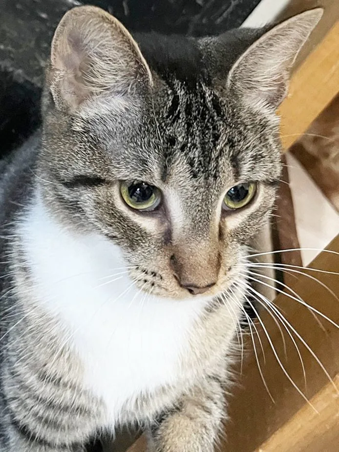 Rummy  Sweetie thumbnail 3