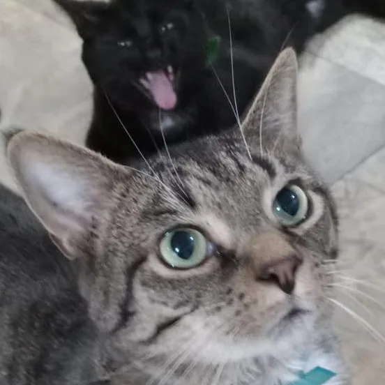 Rummy  Sweetie thumbnail 4