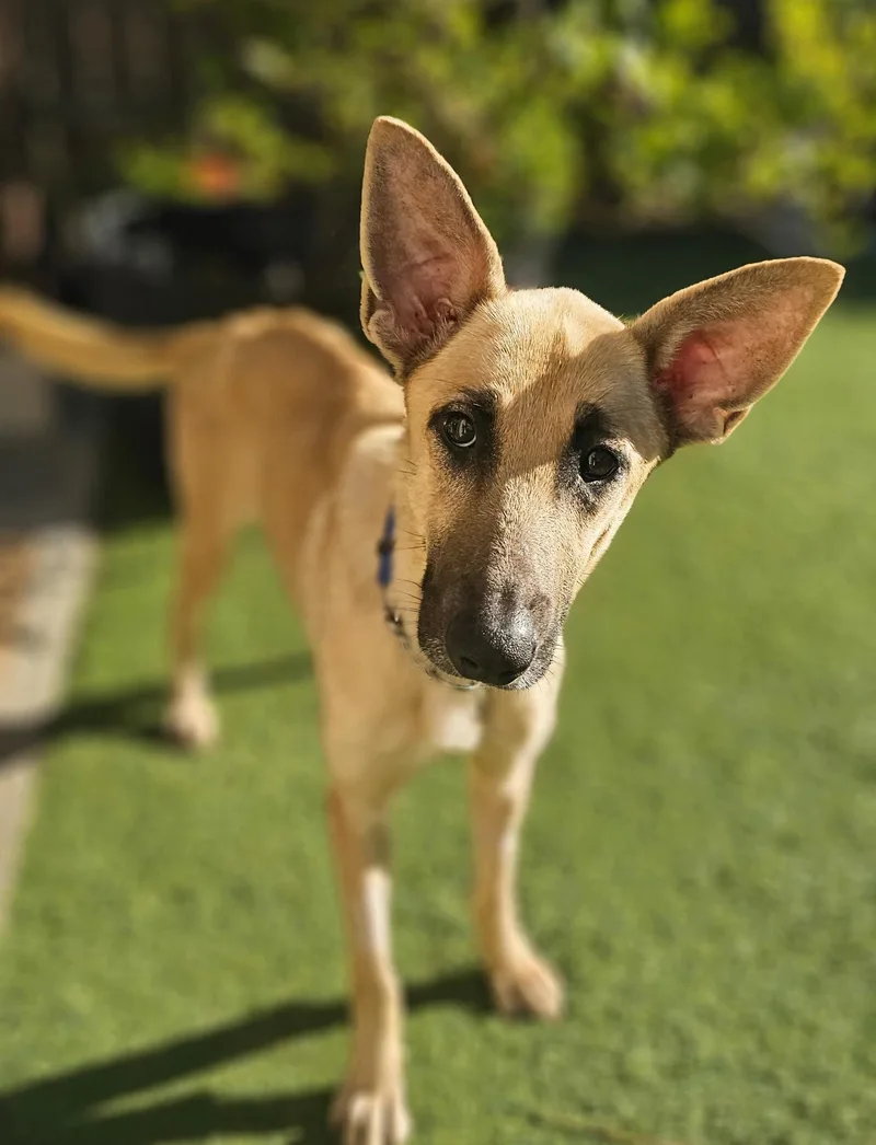 A young medium-sized female Yellow / Tan / Blond / Fawn Shepherd dog named Lady for adoption in Longview, TX