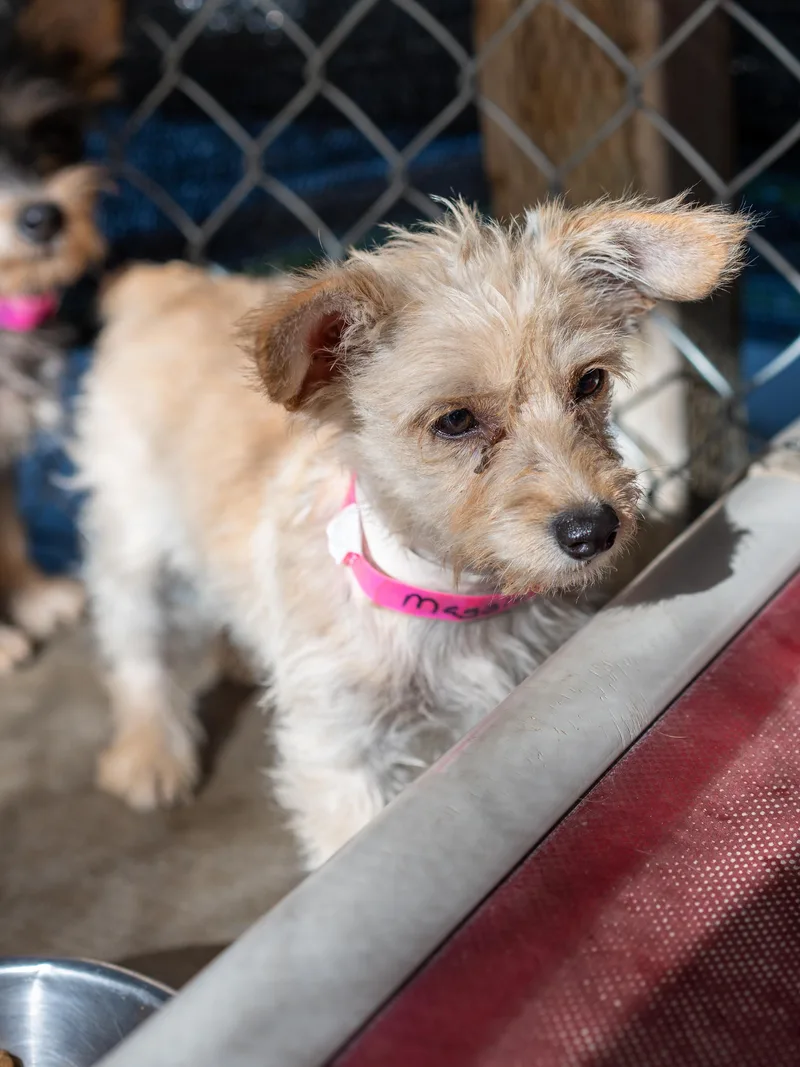 A baby small-sized female Yellow / Tan / Blond / Fawn Terrier dog named Baby Maggie May for adoption in Fresno, CA