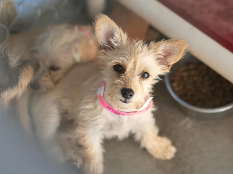 Baby Maggie May thumbnail 4