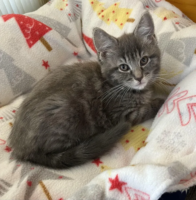 A baby medium-sized male Tabby (Gray / Blue / Silver) Domestic Medium Hair cat named Levi for adoption in Whitehall, PA