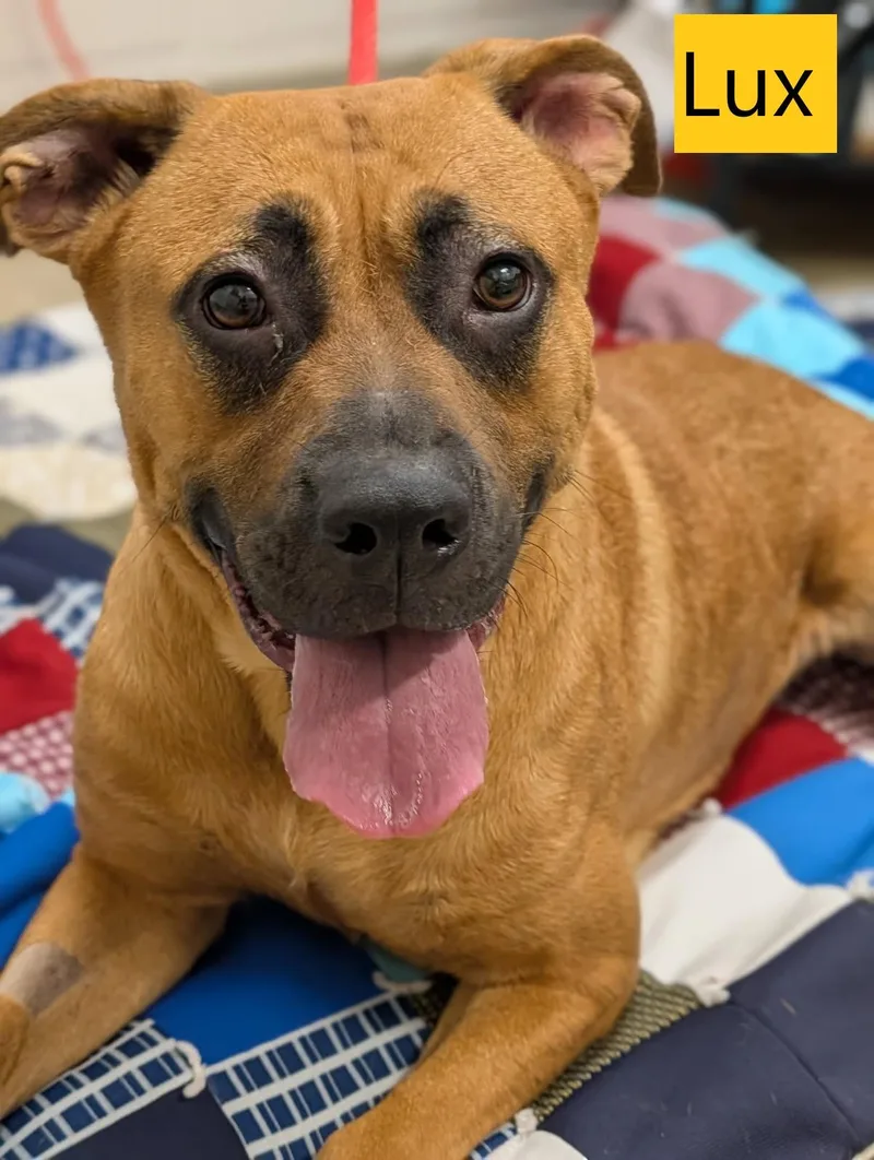 An adult medium-sized female Black Mouth Cur dog named Lux for adoption in Mount Vernon, OH