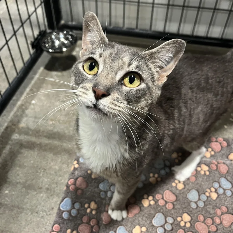 An adult medium-sized female Tabby (Gray / Blue / Silver) Domestic Short Hair cat named Friskie for adoption in Columbus, OH