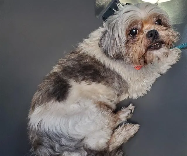 Ewok