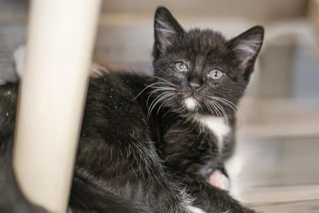 A baby small-sized female Domestic Short Hair cat named Indigo for adoption in Charlotte, NC