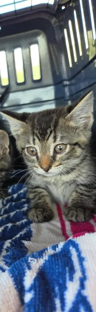 A baby medium-sized female Domestic Short Hair cat named Cora for adoption in Tampa, FL