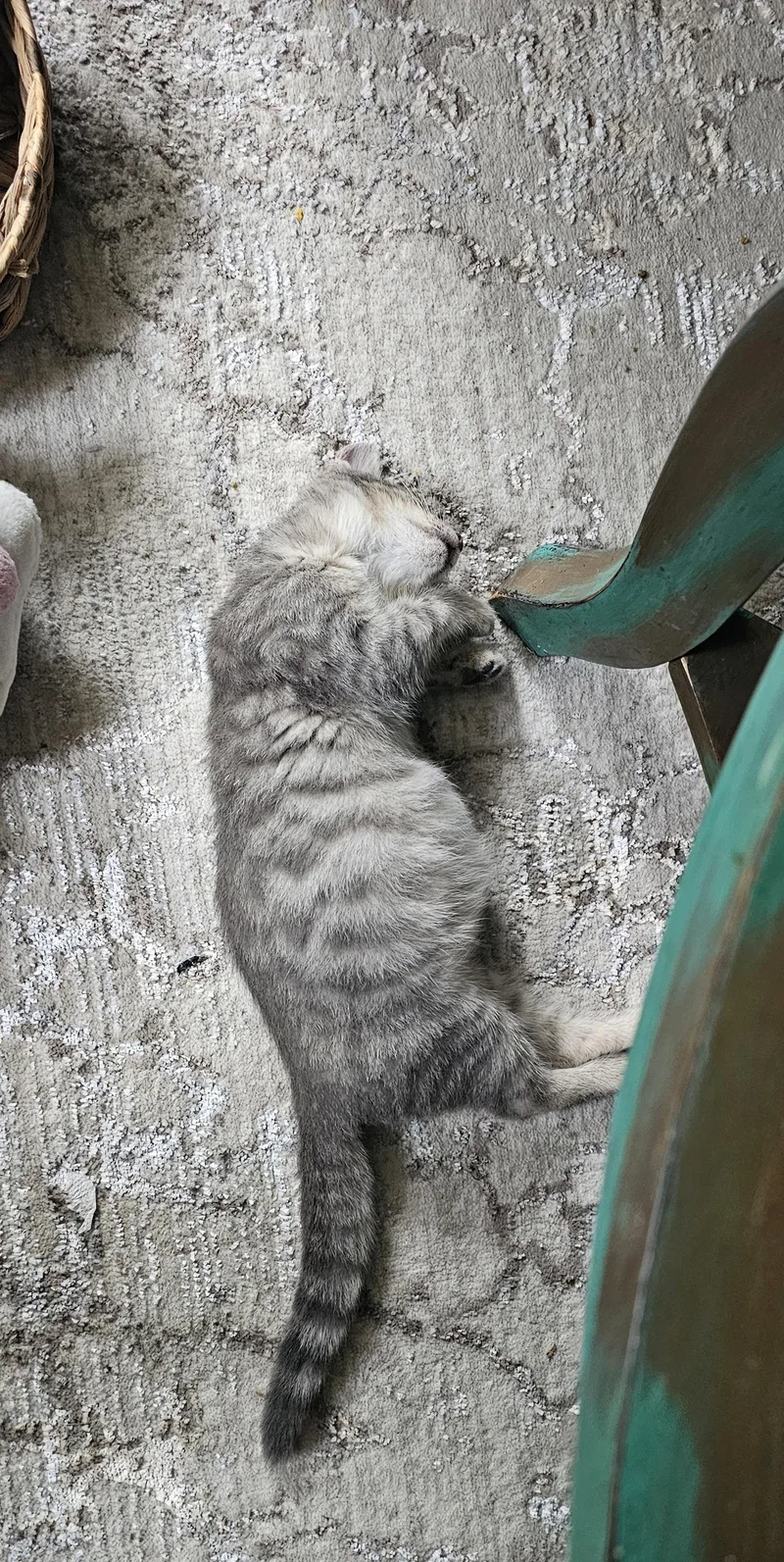 A young medium-sized female Gray / Blue / Silver Domestic Short Hair cat named Tubby for adoption in Logan, OH