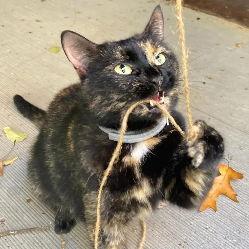 An adult small-sized female Domestic Short Hair cat named Melody for adoption in Havre de Grace, MD