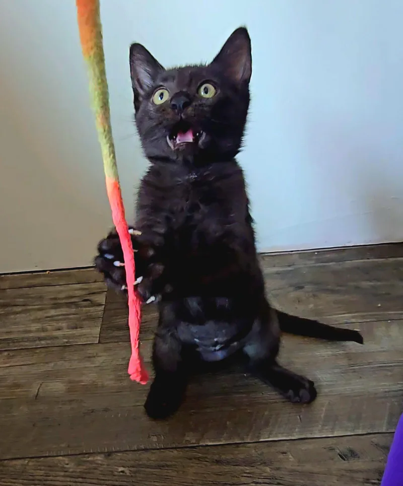 A young medium-sized female Black Domestic Short Hair cat named Twila for adoption in Aurora, CO