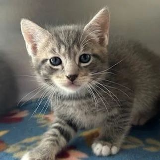 A baby small-sized male Brown / Chocolate Domestic Short Hair cat named Chocolate for adoption in Knoxville, TN
