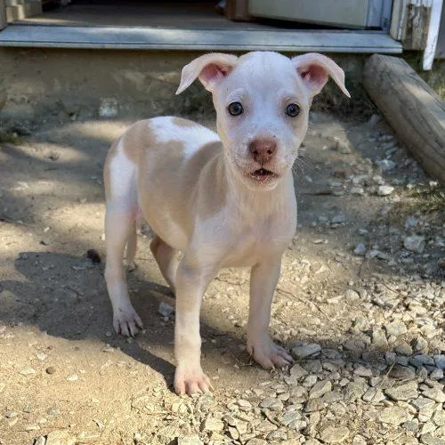 A baby medium-sized female Yellow / Tan / Blond / Fawn Labrador Retriever dog named Yana for adoption in Sanford, NC