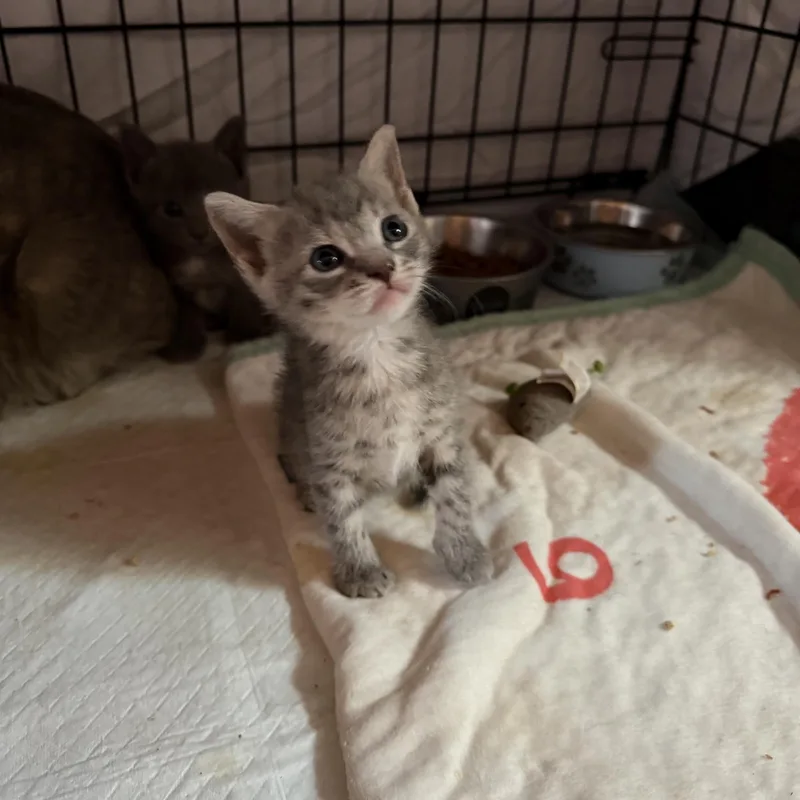 A baby small-sized female Tabby (Gray / Blue / Silver) Domestic Short Hair cat named Nova for adoption in Coconut Creek, FL