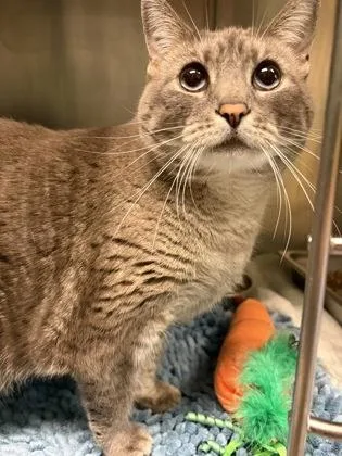 An adult large-sized female Tabby (Gray / Blue / Silver) Domestic Short Hair cat named Freya for adoption in Bellingham, WA