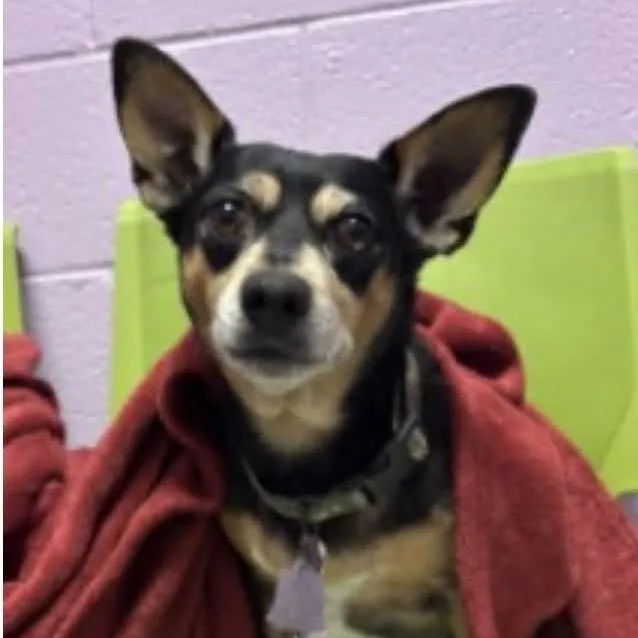 A senior small-sized male Tricolor (Brown, Black, & White) Chihuahua dog named Sammy for adoption in Graham, WA