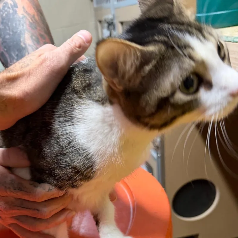 An adult large-sized female White Domestic Short Hair cat named Baby for adoption in Madisonville, KY