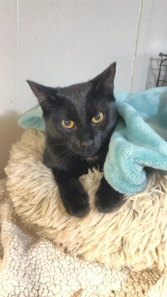 Loki
