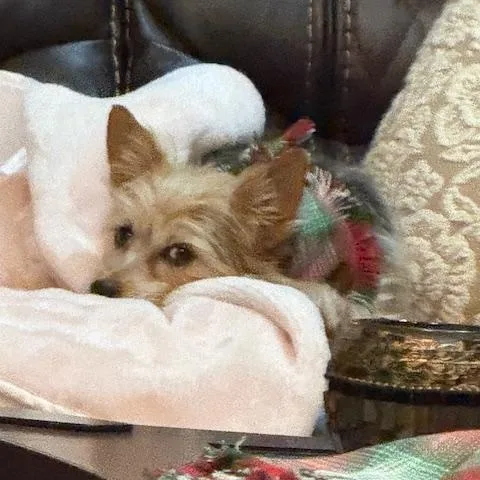 An adult small-sized female Bicolor Yorkshire Terrier dog named Amber for adoption in Baton Rouge, LA
