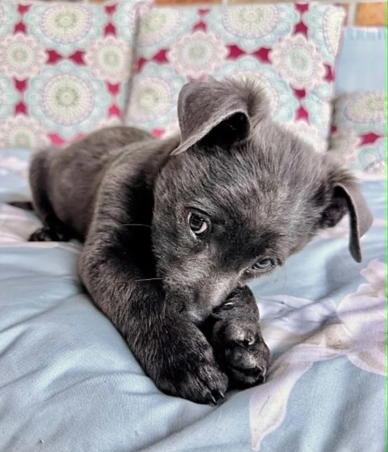 A baby medium-sized male Gray / Blue / Silver Collie dog named Blue for adoption in Boulder, CO