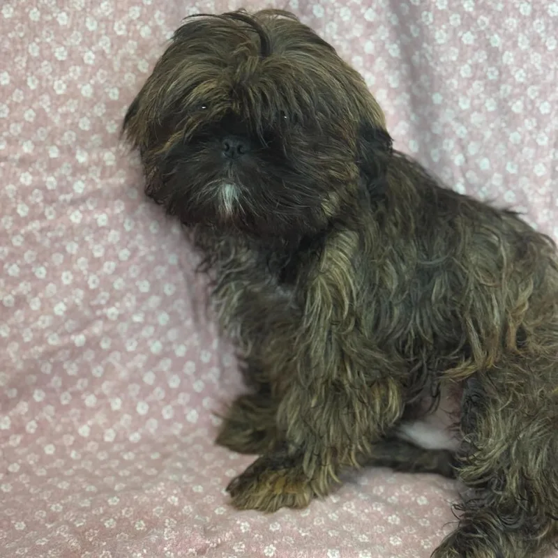 A baby small-sized male Black Shih Tzu dog named Hercules for adoption in San Antonio, TX
