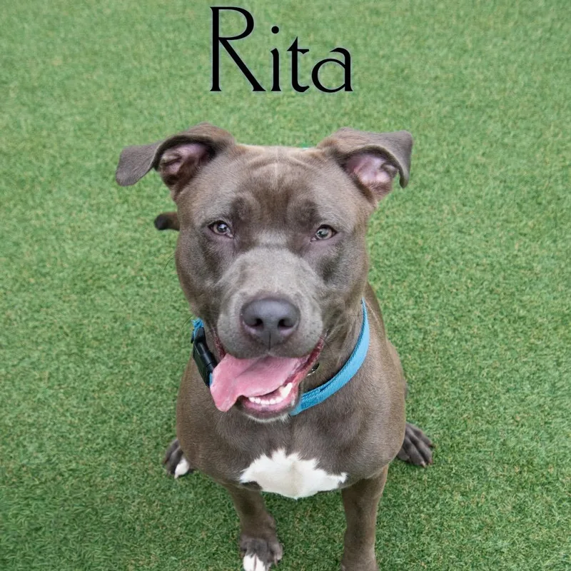 An adult medium-sized female Gray / Blue / Silver Pit Bull Terrier dog named Rita for adoption in Parkersburg, WV