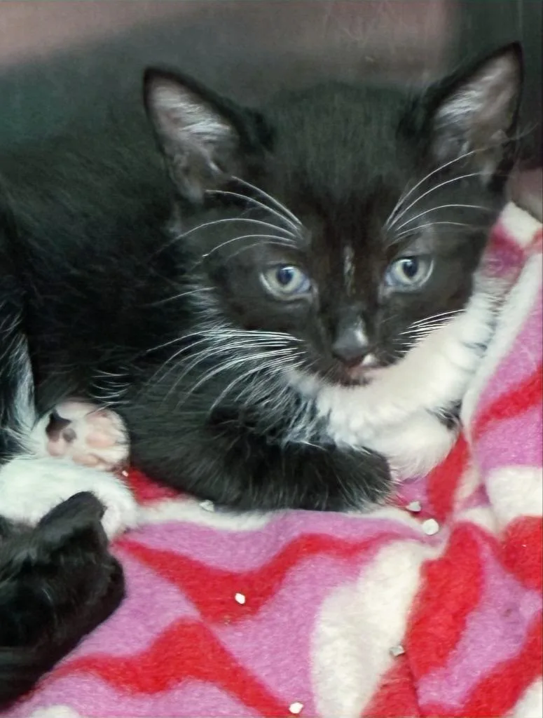 A baby medium-sized male Domestic Short Hair cat named Iggy for adoption in Hartsville, SC