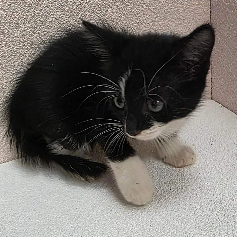 A baby small-sized female Black Domestic Short Hair cat named Paulie for adoption in Jupiter, FL