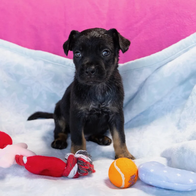 A young small-sized female Black Chihuahua dog named Dallas for adoption in Woodland Hills, CA