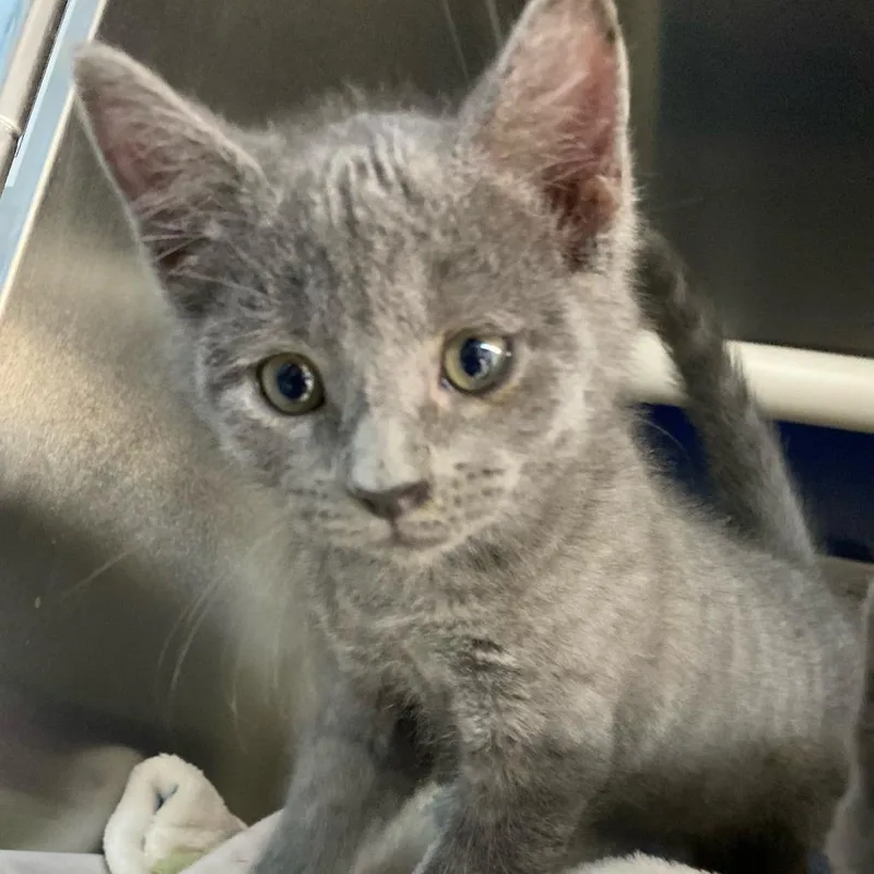 A baby small-sized female Gray / Blue / Silver Domestic Short Hair cat named Cloudy for adoption in Newport, NC