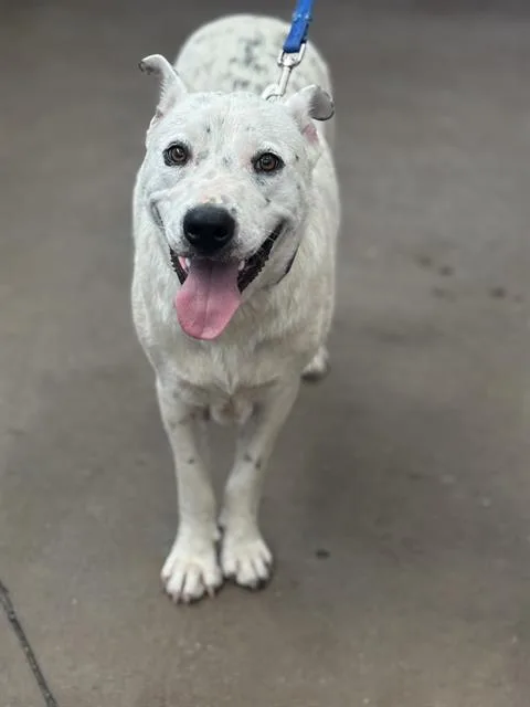 An adult large-sized male Mixed Breed dog named Koda for adoption in Dallas, TX