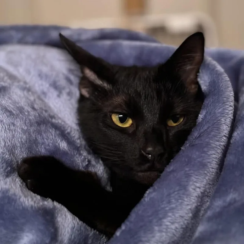 An adult large-sized male Black Domestic Short Hair cat named Midnight Snack for adoption in Aldie, VA