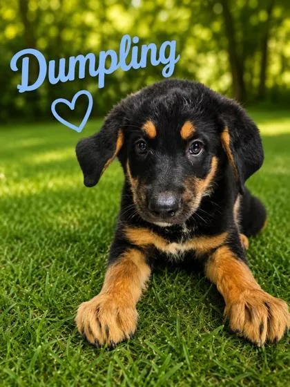 Dumpling