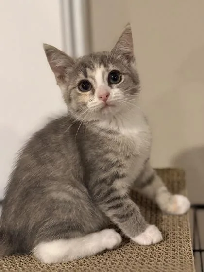 A baby small-sized female Domestic Short Hair cat named Herz for adoption in West Chester, PA