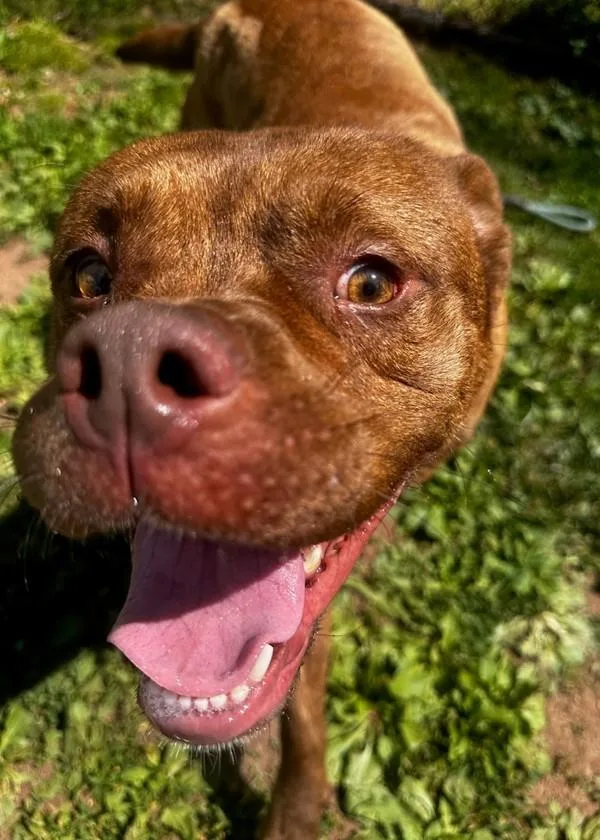 A young medium-sized male Pit Bull Terrier dog named London for adoption in Skillman, NJ